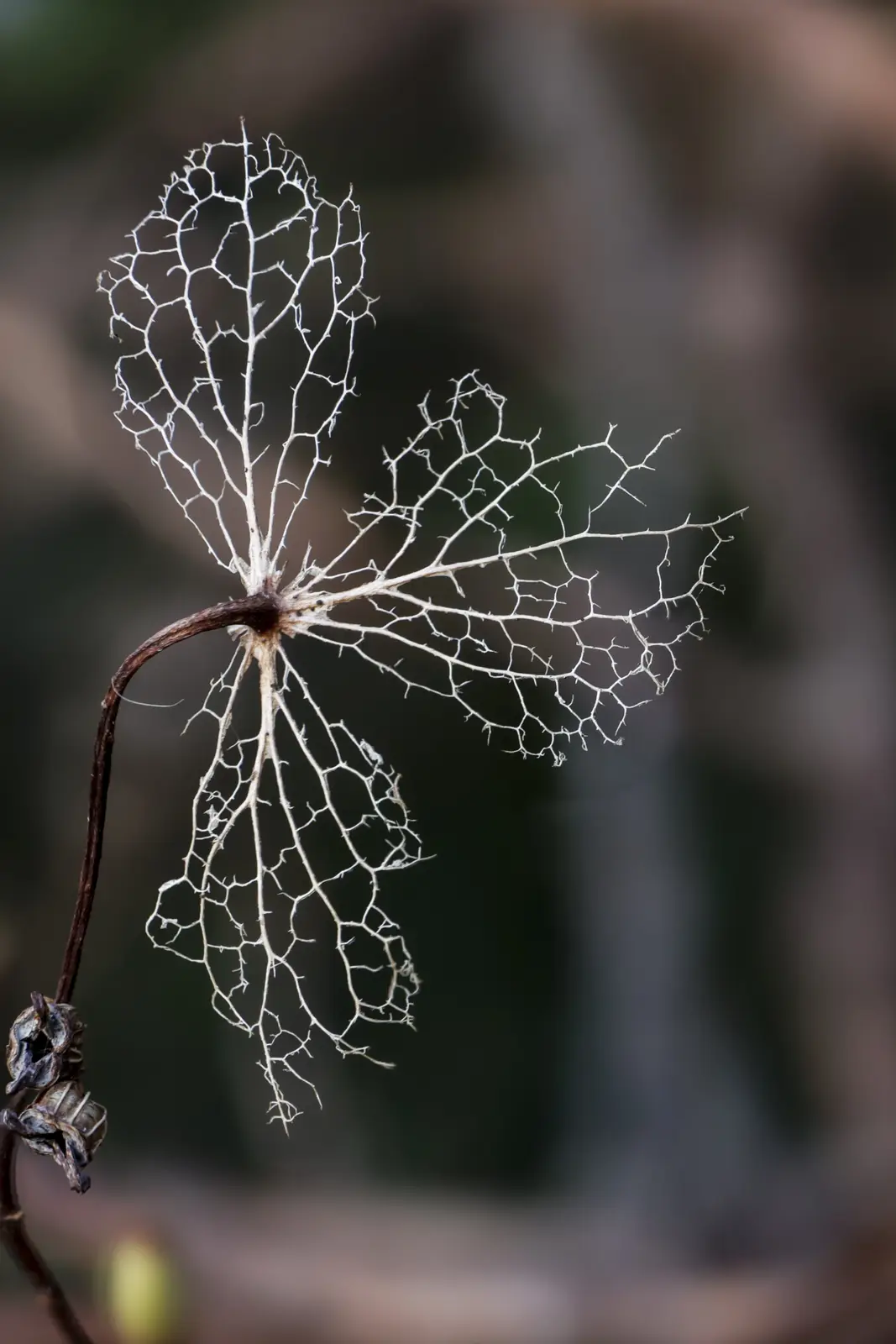 A close-up photograph shows a dried, translucent leaf with its veins forming a delicate, web-like skeleton structure against…