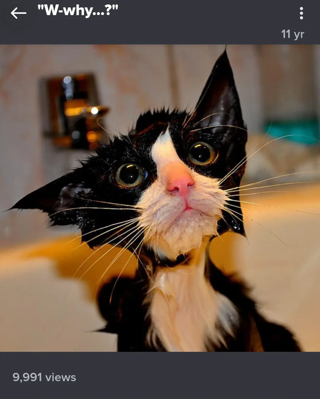 A black and white cat with wet fur, wide eyes, and a shocked expression sits in a bathtub, looking upward as if questioning…