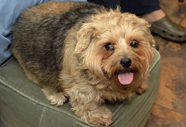 a fluffy, scruffy dog with a tan and gray coat sits on a green cushion, tongue out, looking directly at the camera. Behind…