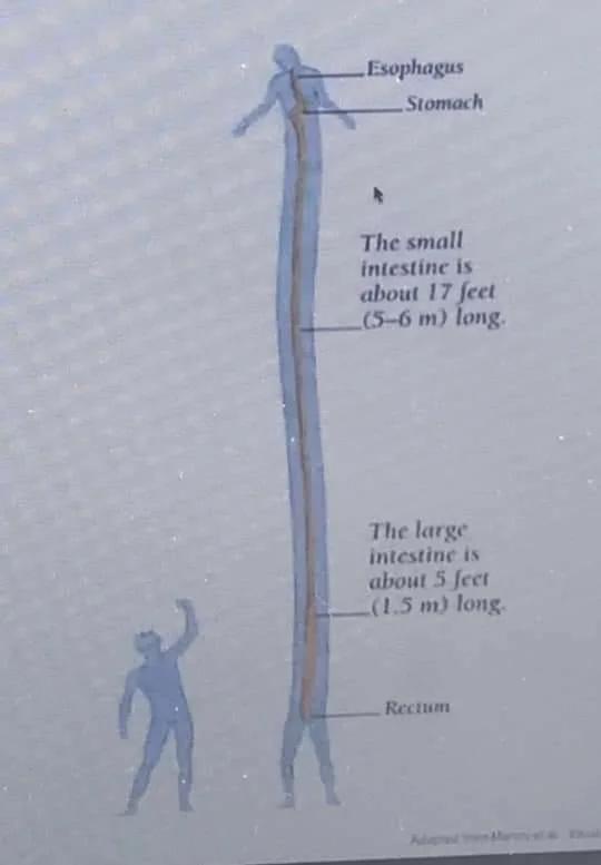 An anatomical diagram shows a human figure with their digestive tract stretched vertically to scale, appearing much taller…