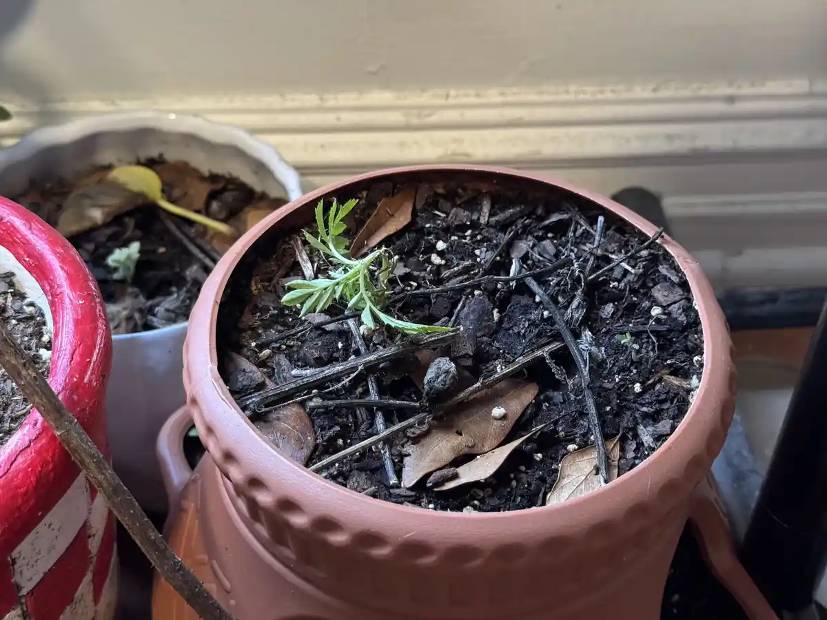 A close-up photo shows a small, vibrant green plant sprouting from dark, messy soil in a terracotta pot, surrounded by dried…