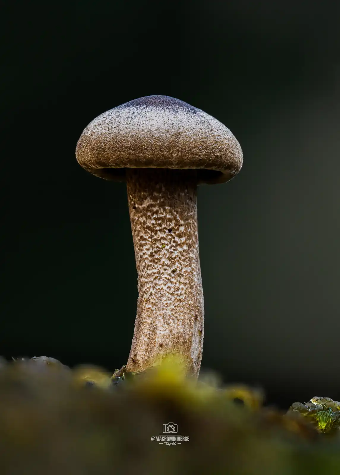 A close-up photograph of a single, upright mushroom with a speckled brown cap and stem, emerging from mossy ground against a…