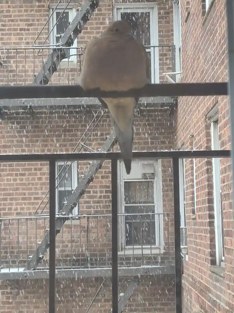 A brown bird, likely a mourning dove, is perched on a metal railing in front of a brick building during a snowfall…