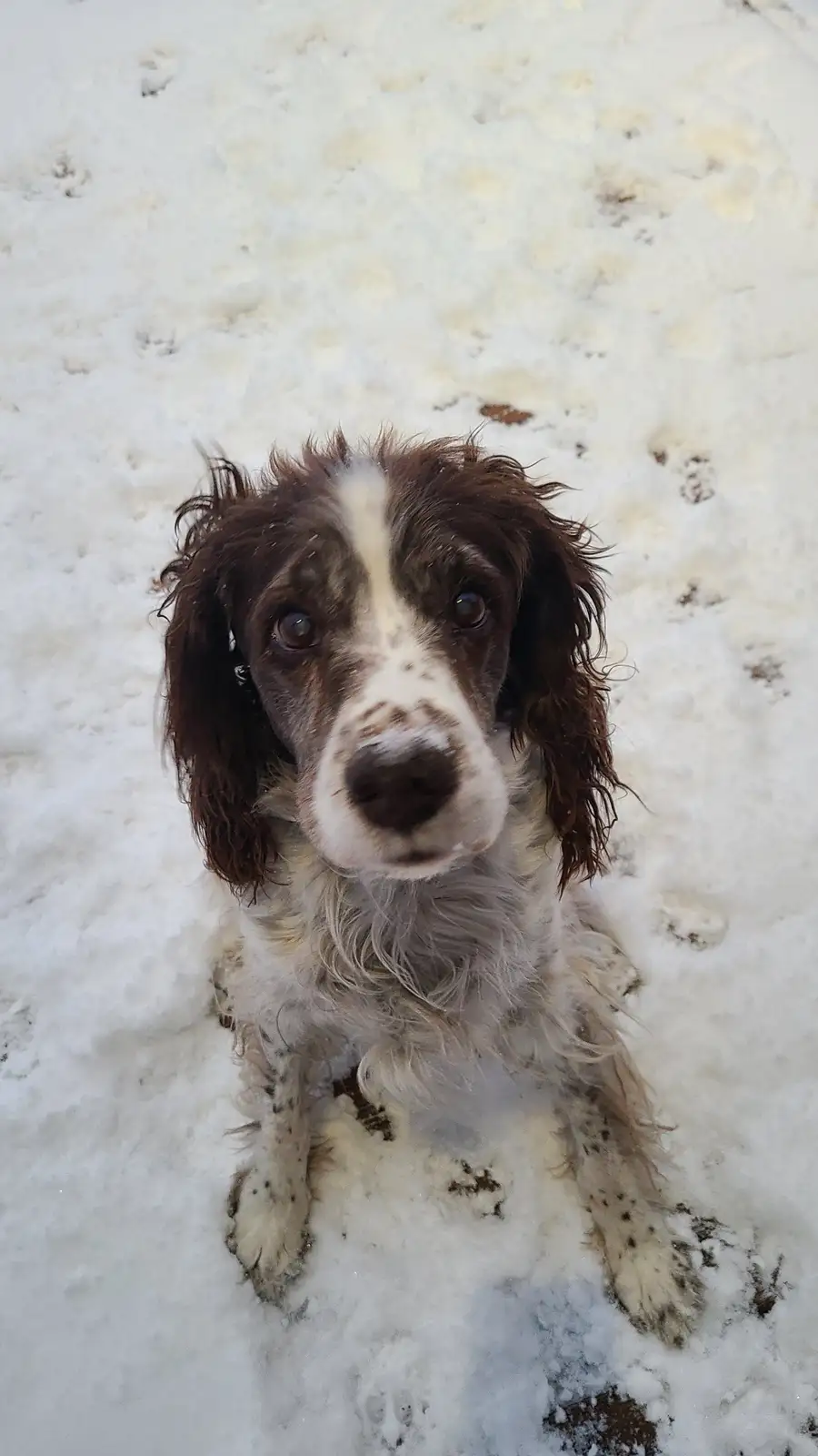 A brown and white dog with floppy ears sits in deep snow, looking up with a slightly sad or resigned expression. Its fur is…