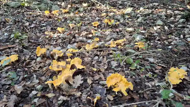 A forest floor covered in dry leaves, small rocks, and twigs, with numerous bright yellow-orange chanterelle mushrooms…