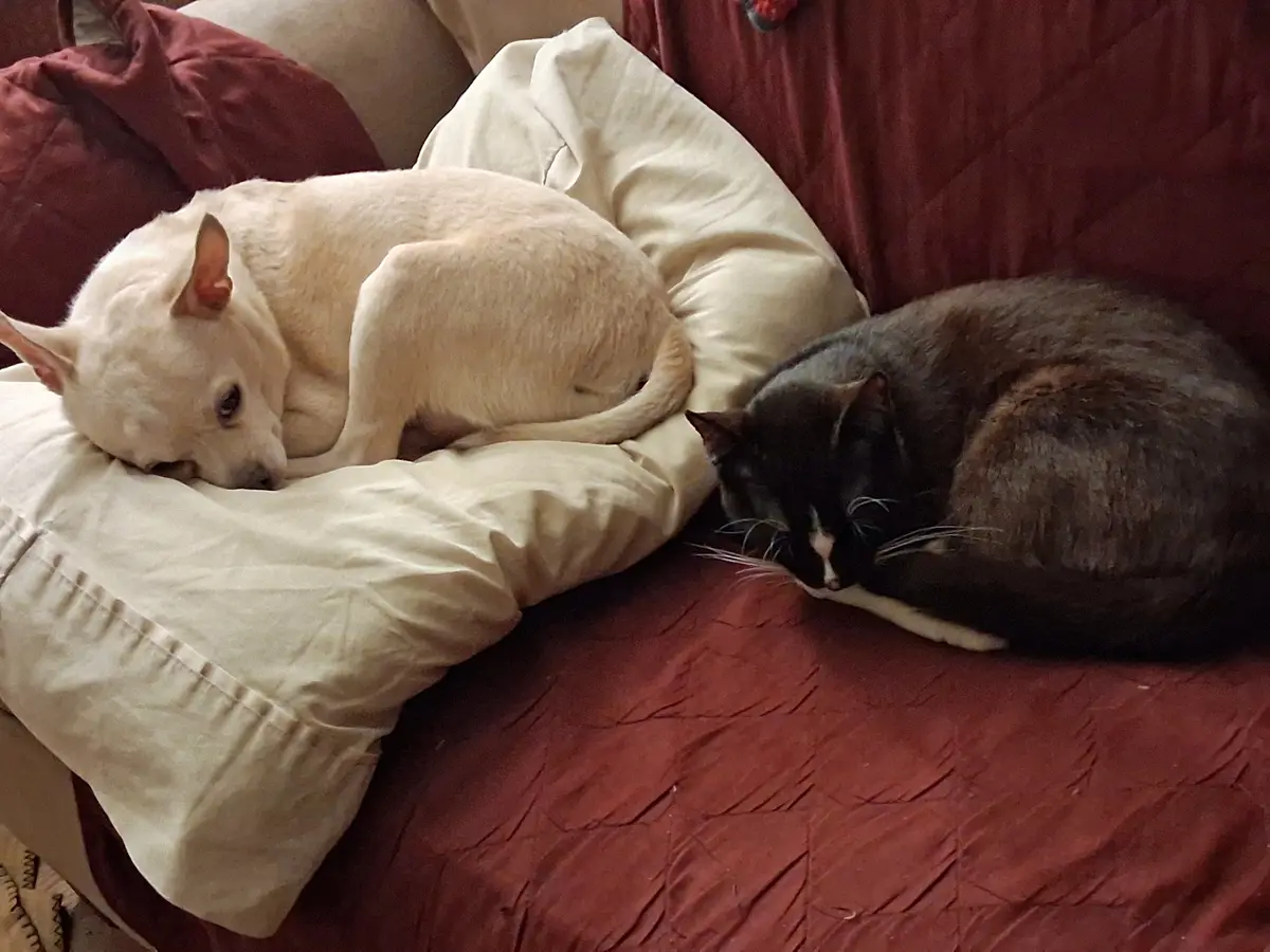 A light-colored dog and a dark gray cat are sleeping side-by-side on a red couch, with the dog resting on a white pillow and…