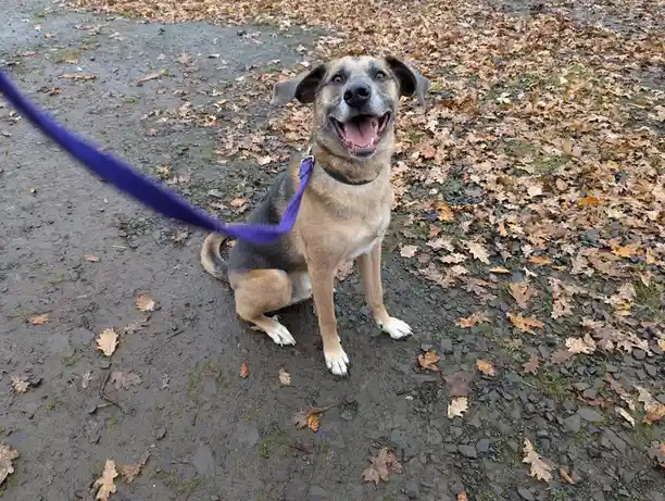 A medium-sized, tan and black dog with floppy ears sits on a muddy, leaf-strewn path, looking up with an open-mouthed, happy…
