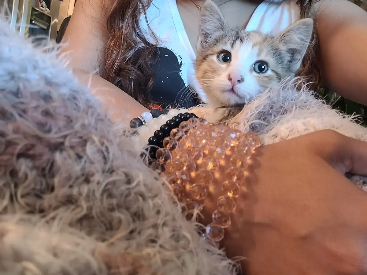 A close-up photo shows a small, fluffy calico kitten with wide, innocent blue eyes looking directly at the camera, nestled…