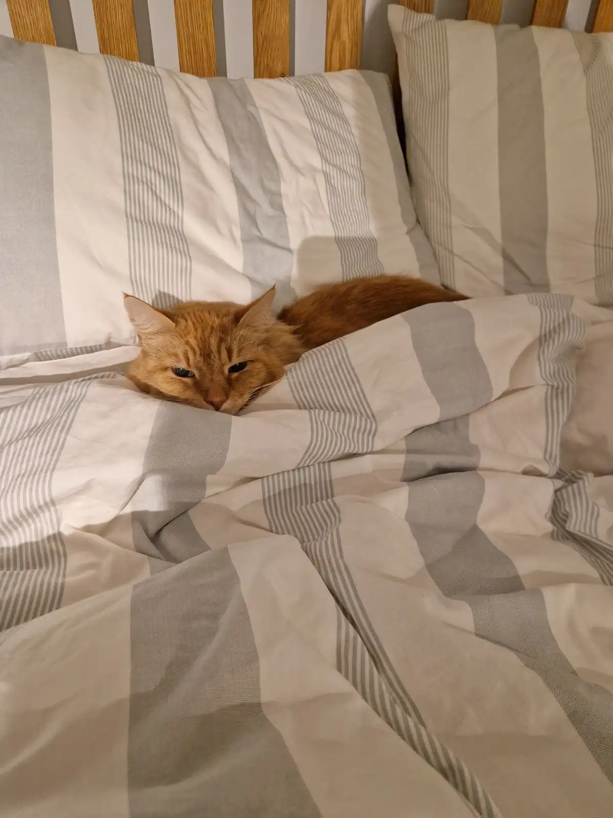 An orange tabby cat is lying in a bed with striped beige and gray bedding, peeking out from under the covers with a sleepy…
