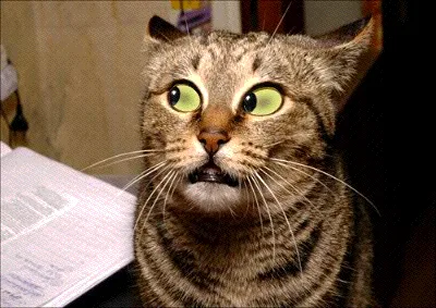 A four-panel image shows a tabby cat with wide, glowing green eyes and a slightly open mouth, looking upward in a startled…
