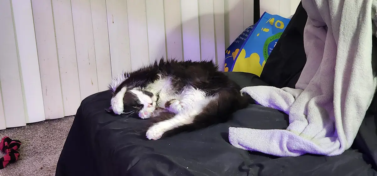 A black and white cat is curled up and sleeping soundly on a black couch, with its paws tucked under its body. A light…