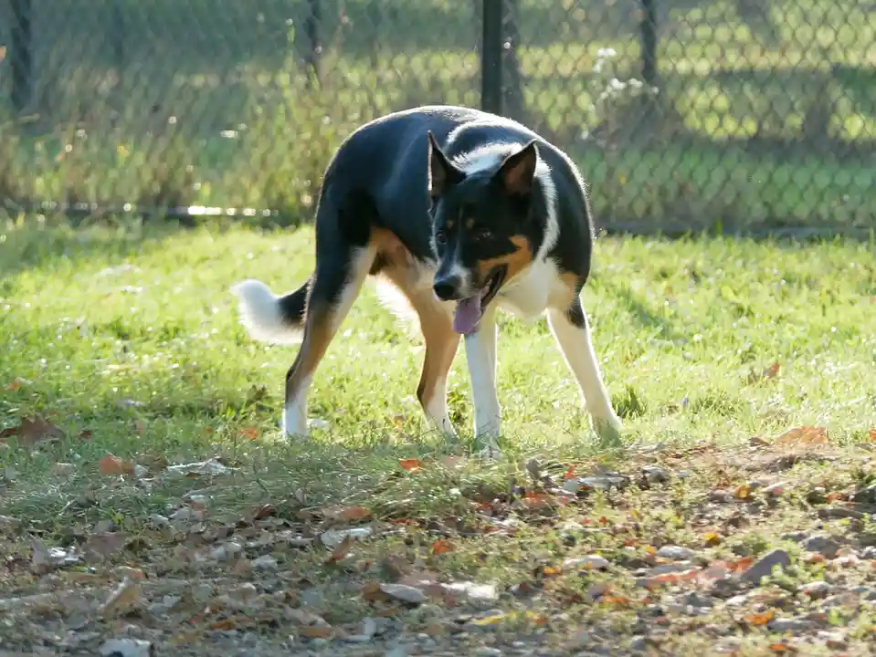 A black, white, and tan dog stands in a grassy yard with scattered leaves and a chain-link fence in the background, looking…