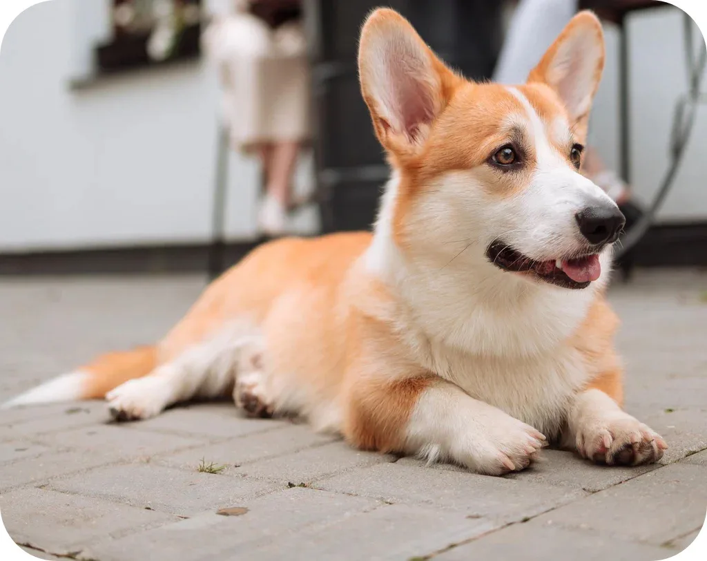 a corgi with tan and white fur is lying down on a paved surface, looking relaxed and slightly smug. The overlaid text reads…