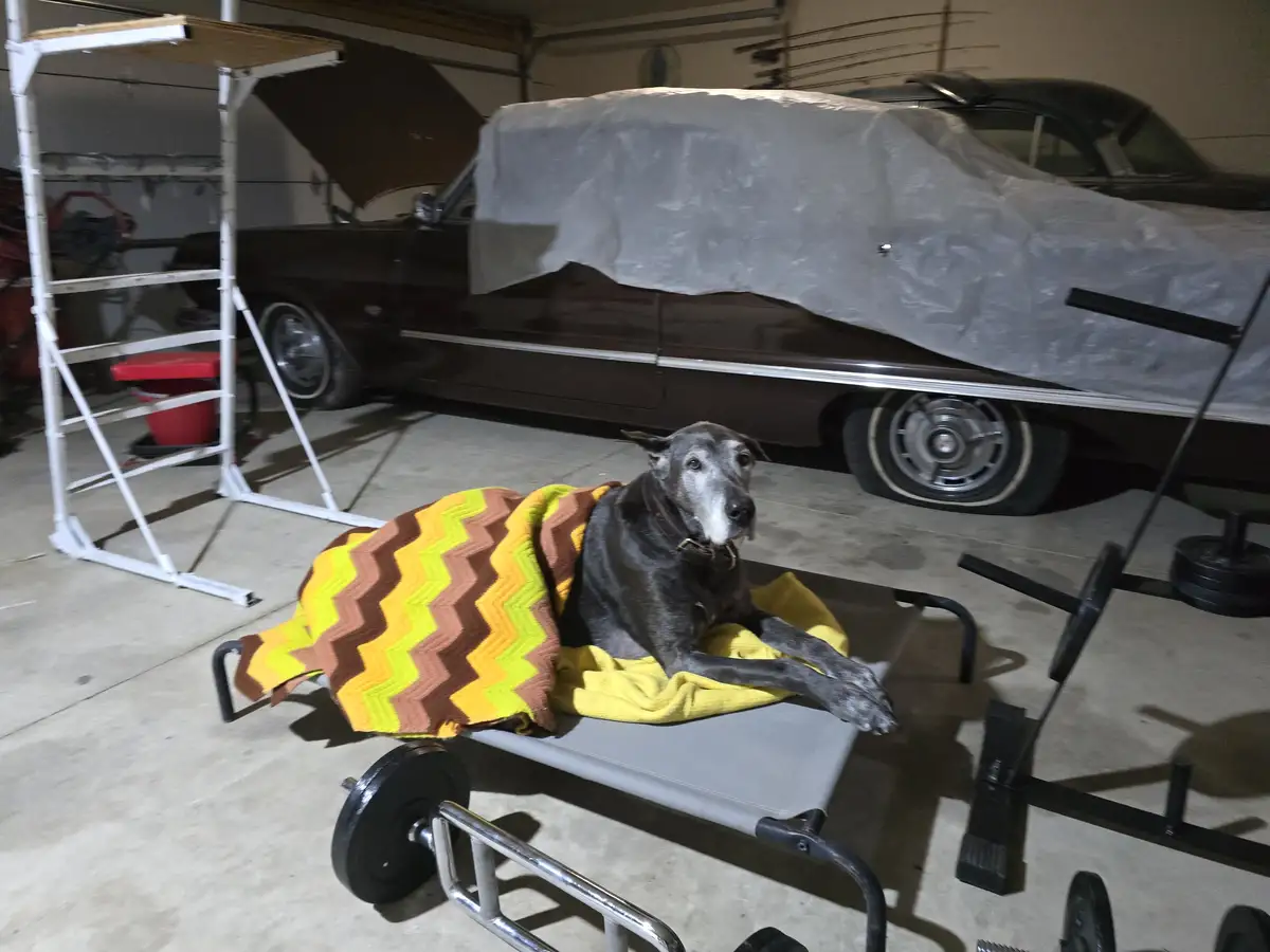 A grey dog with a white muzzle lies on a grey folding cot in a garage, draped in a colorful zigzag-patterned blanket. Behind…