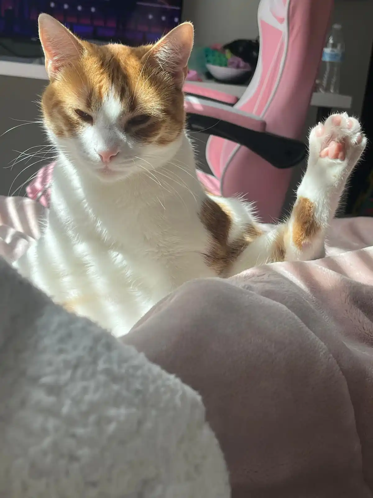 A calico cat with white and orange fur sits on a pink blanket, one paw raised in a relaxed pose, looking directly at the…
