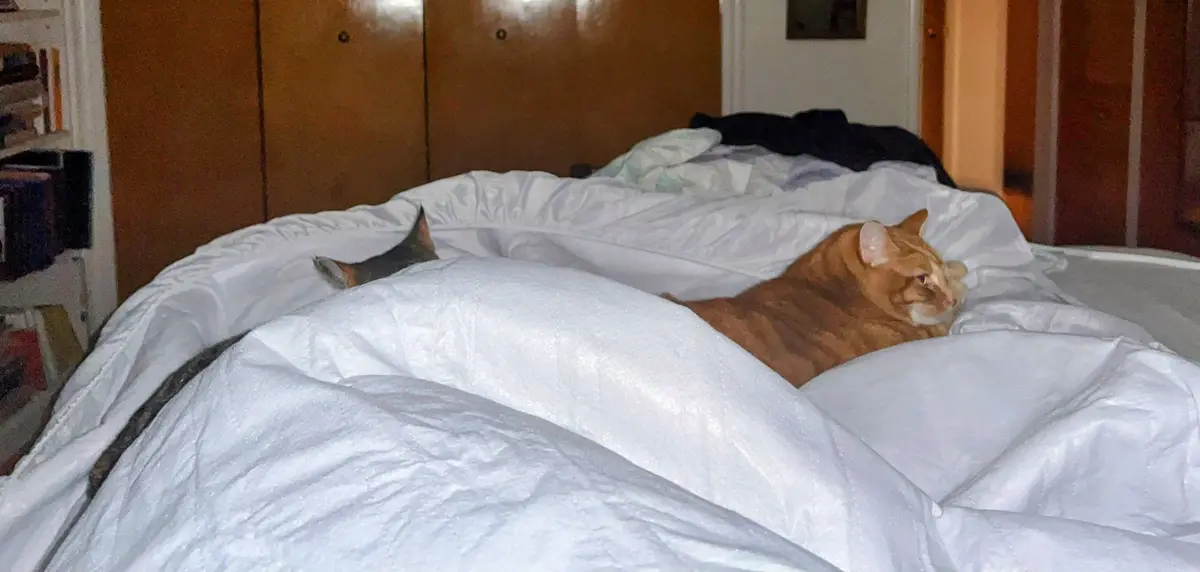 A messy bed with two cats: one orange tabby lying calmly under white covers, and another gray tabby partially hidden under…