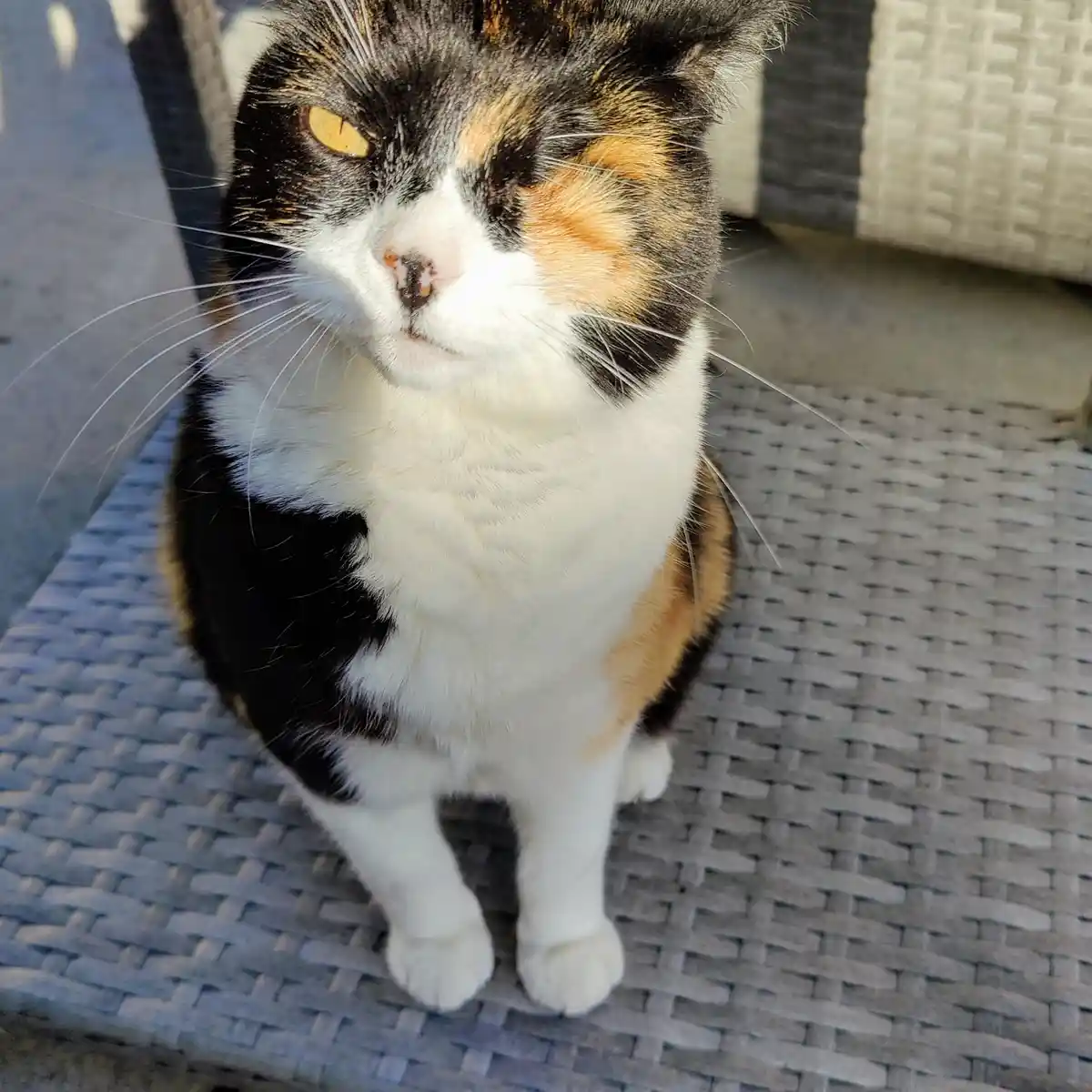 A close-up of a calico cat with black, orange, and white fur sitting on a gray woven outdoor chair, looking slightly upward…