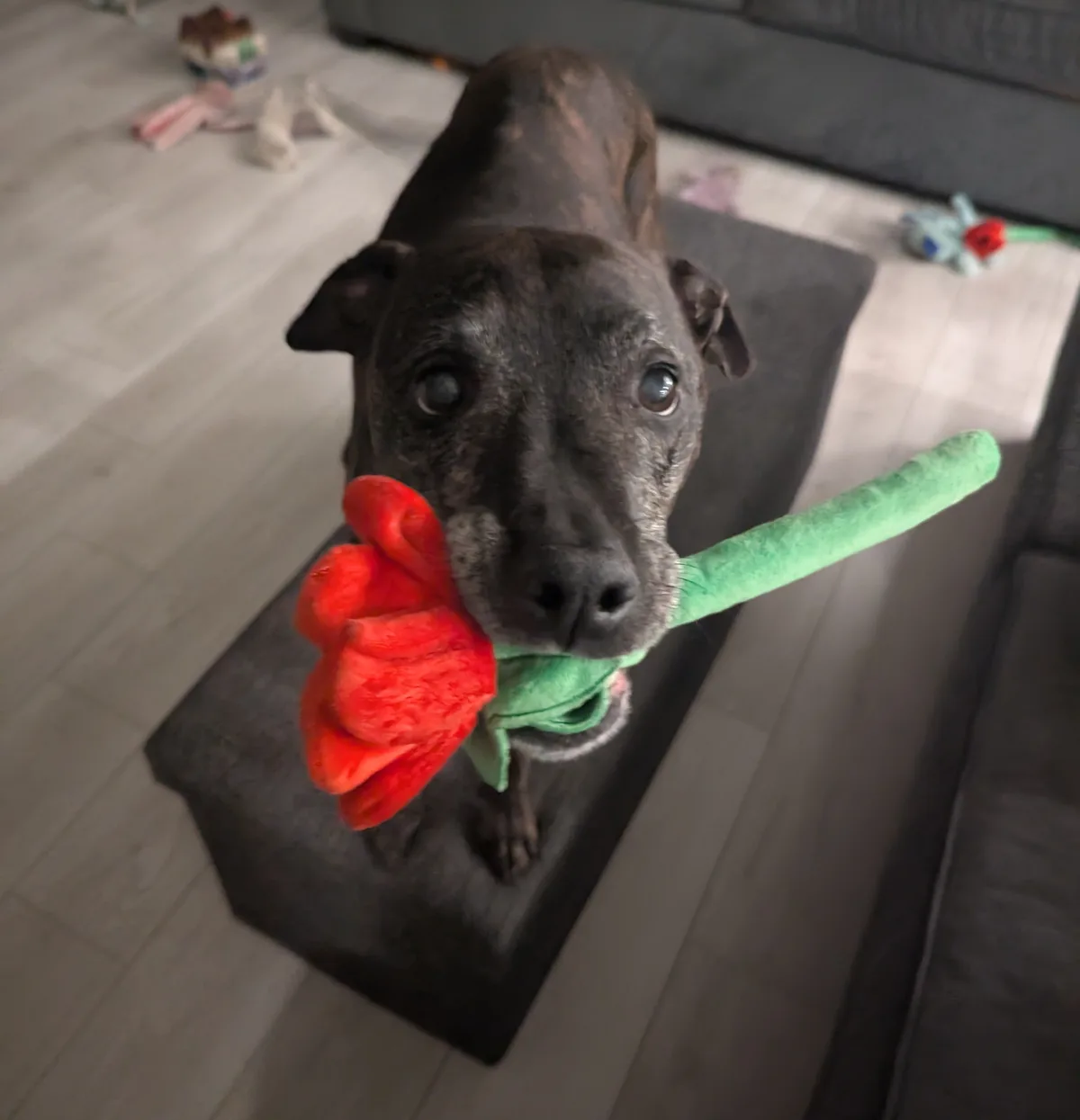 A brindle-coated dog with large, expressive eyes looks up at the camera while holding a plush toy shaped like a red rose…