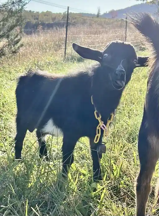 She Sneezed... and Now He's Covered in Surprise!