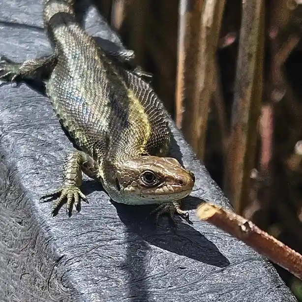 A close-up photo of a greenish-brown lizard with textured scales basking on a dark, rough-textured surface, possibly a log…