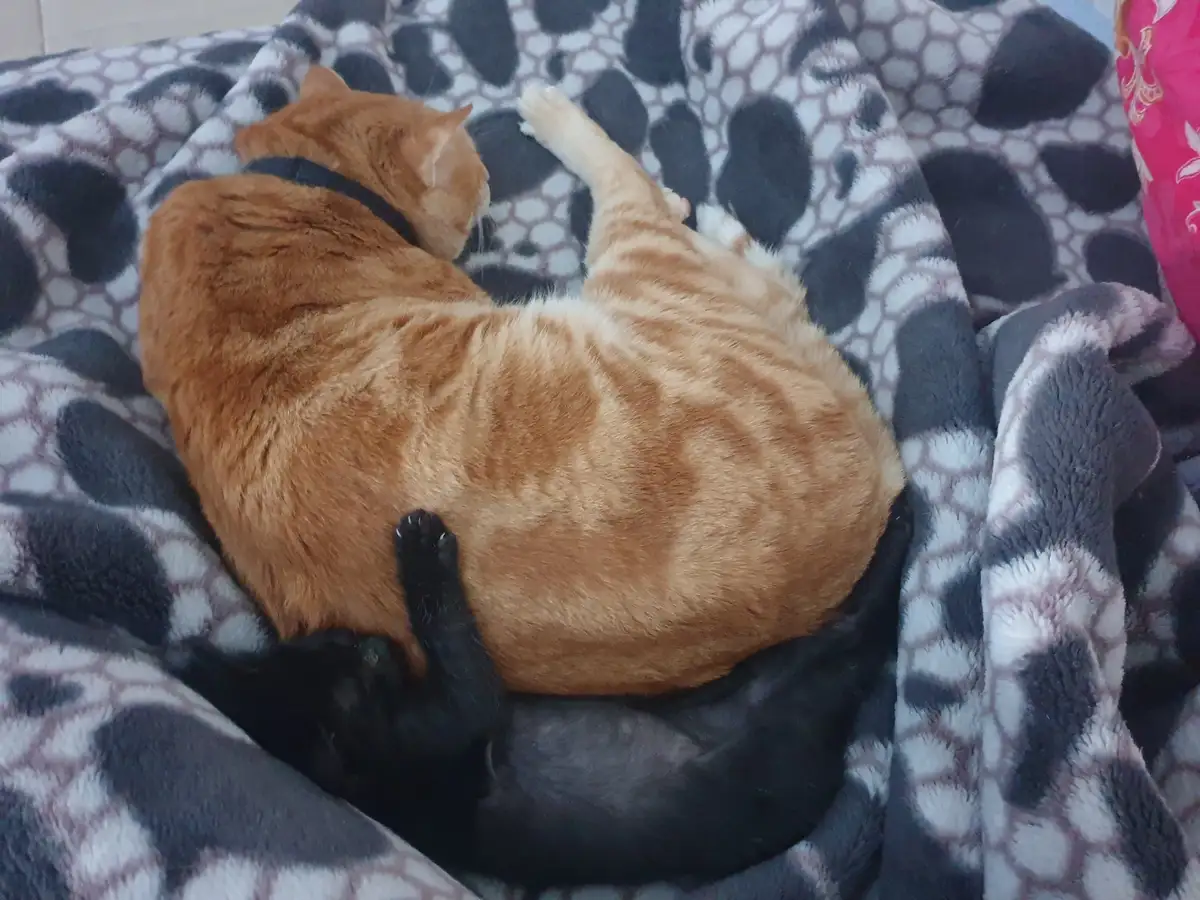 An orange tabby cat wearing a black collar lies curled up on a black-and-white patterned blanket, with a small black puppy…