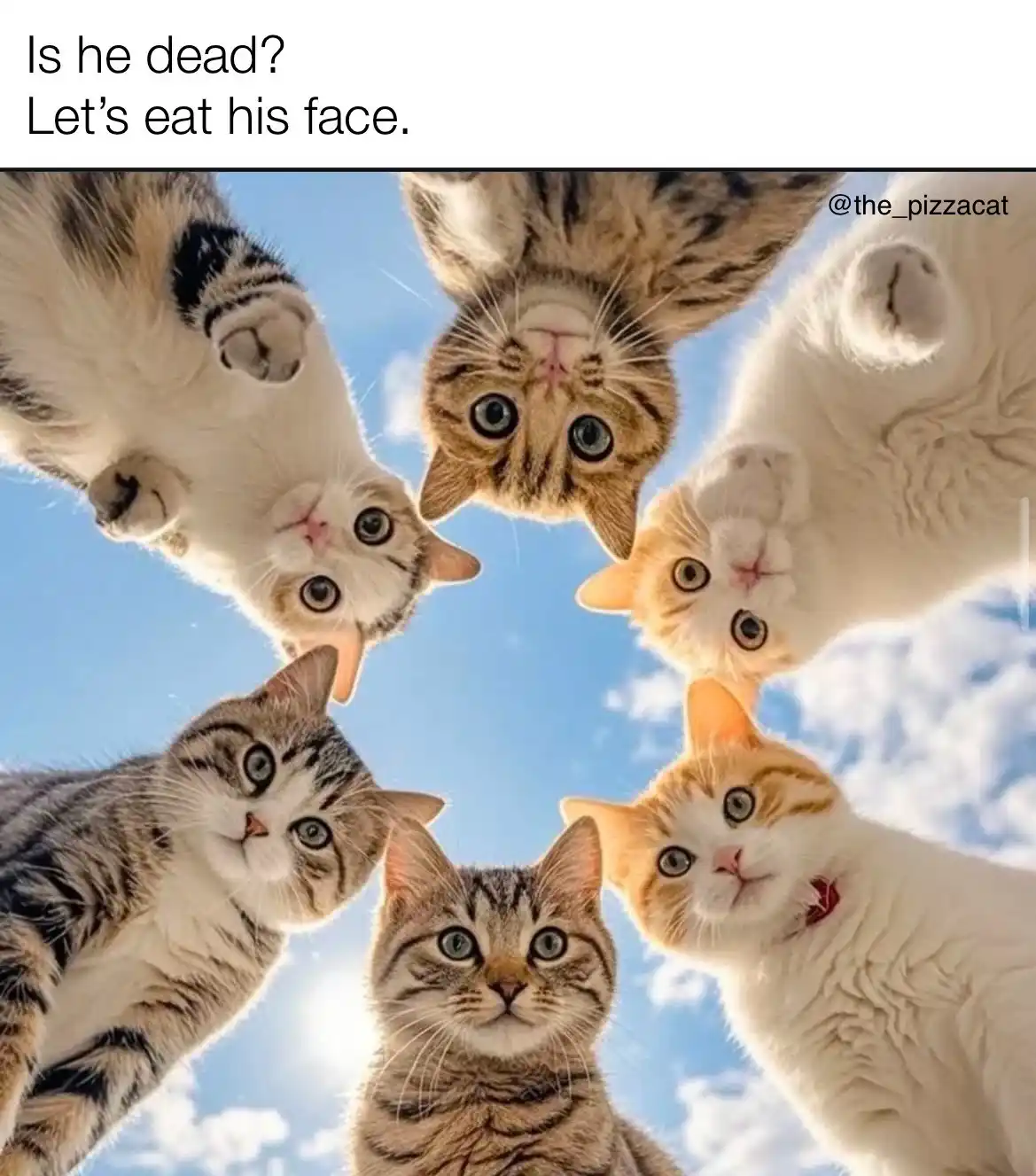 Six cats are arranged in a circle, looking down at the viewer against a blue sky with clouds. Their expressions are…