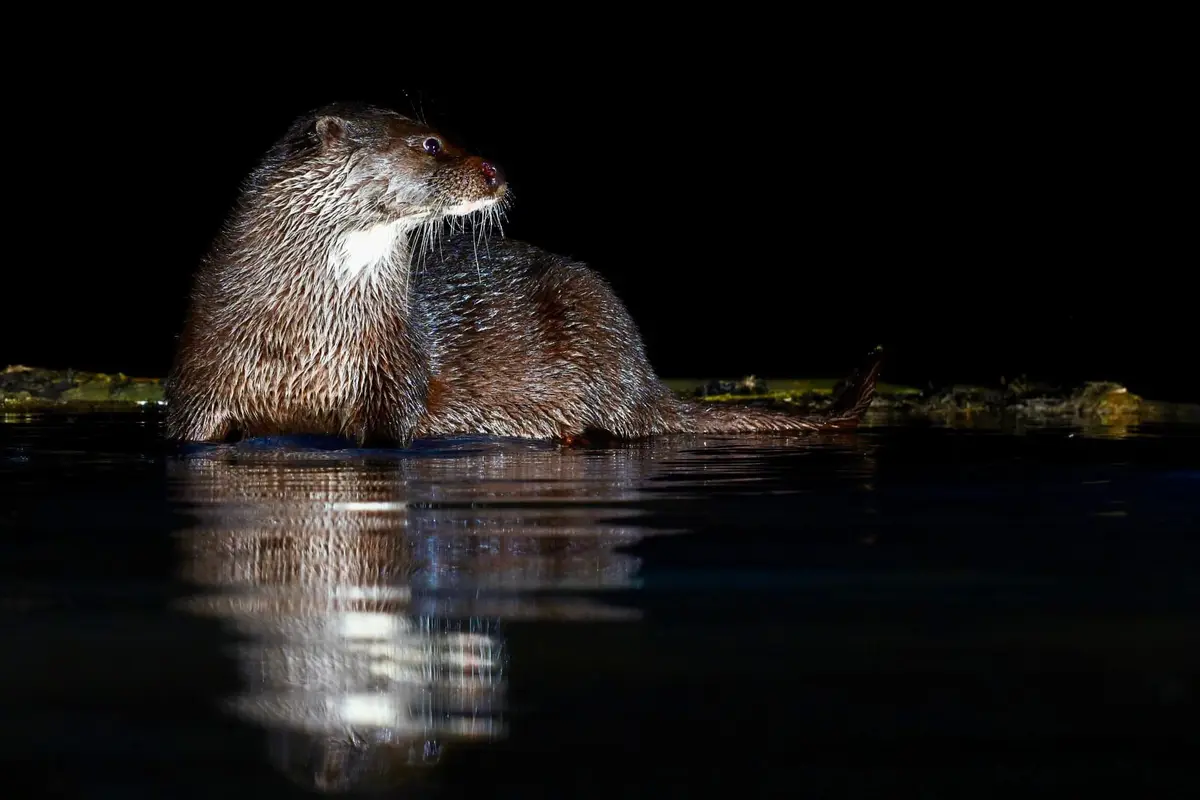 A close-up photograph shows a wet otter sitting upright in dark water at night, its fur glistening under a spotlight, with a…