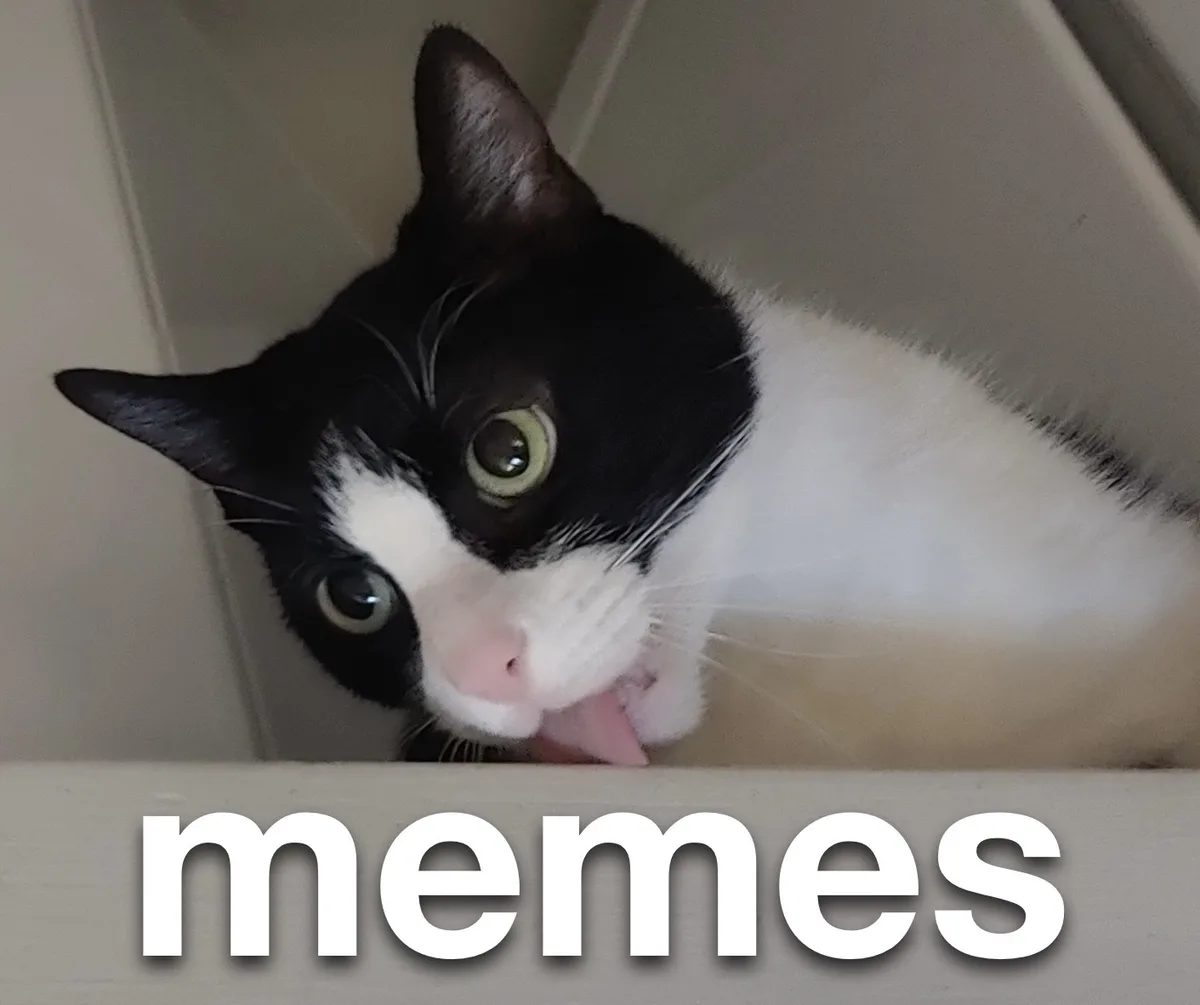 A black and white cat with wide, startled eyes peers over the edge of a white surface, licking its lips, with the word…
