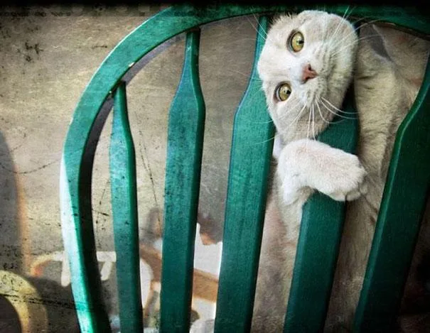 A light-colored cat with wide, startled eyes peers over the back of a green wooden chair, one paw resting on a slat. The…
