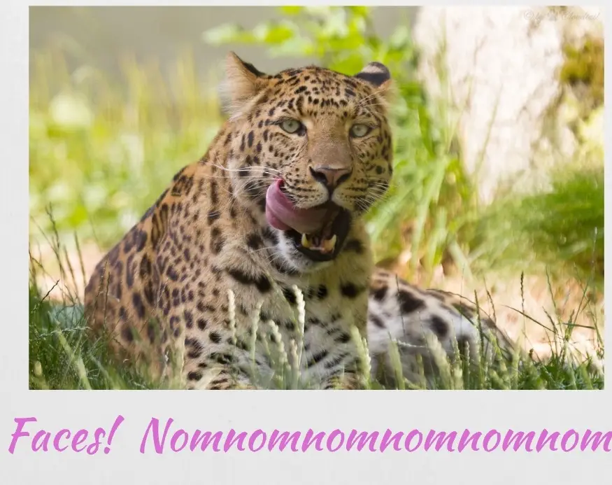 A leopard is lying in grass with its mouth open and tongue out, looking directly at the camera. Overlaid text in pink reads…