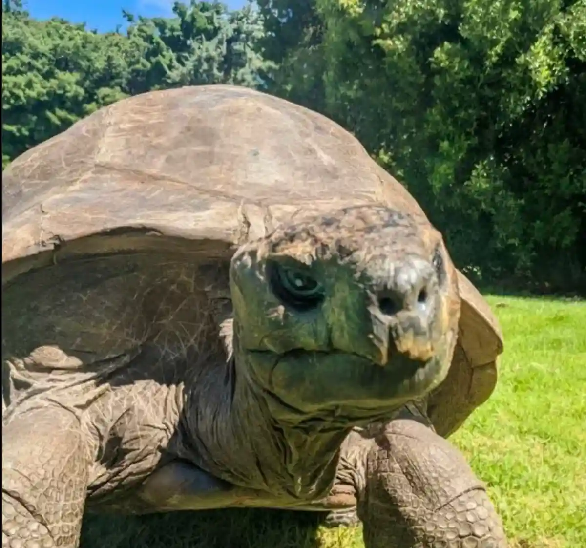 A close-up photo of a large tortoise with a wrinkled, weathered face and a massive shell, looking directly at the camera…