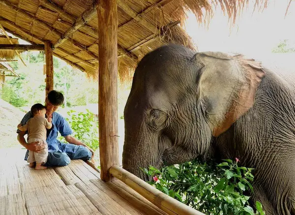 A man holds a small child on a wooden porch under a thatched roof, while a large elephant stands nearby eating greenery. The…