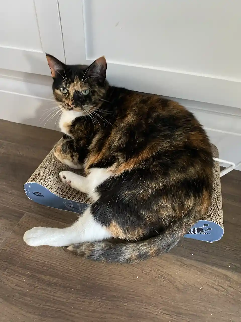 A calico cat with black, orange, and white fur is curled up and resting on a cardboard scratcher, looking directly at the…