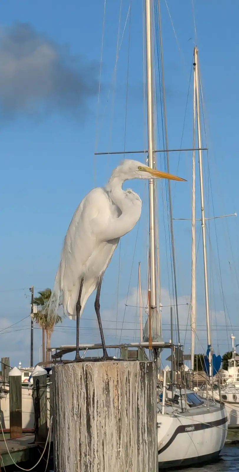 A large white egret stands atop a weathered wooden dock post in a marina, its long neck curved as if preening or resting…