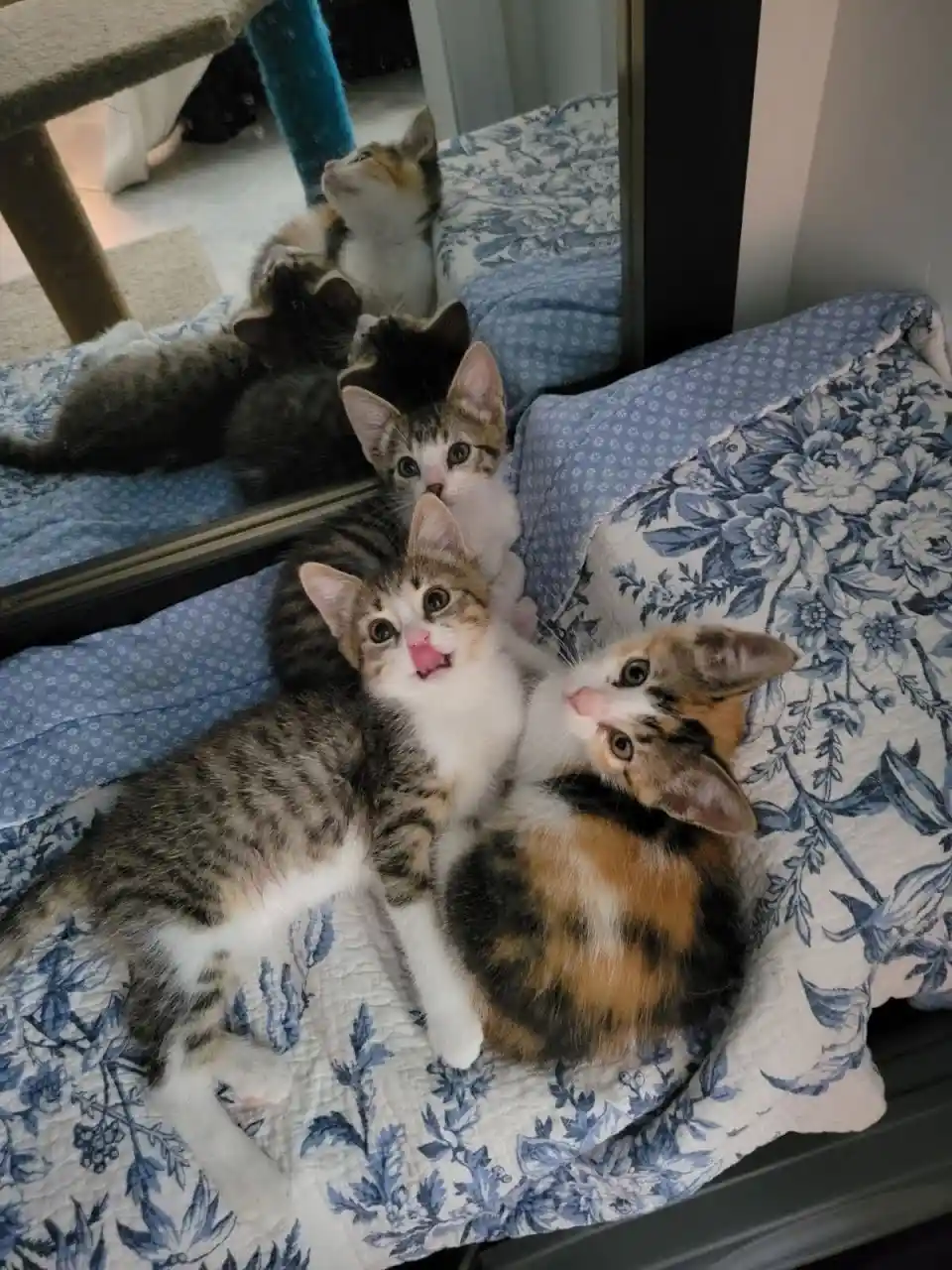 Three small kittens with varied fur patterns (tabby, calico, and another tabby) are snuggled together on a blue and white…