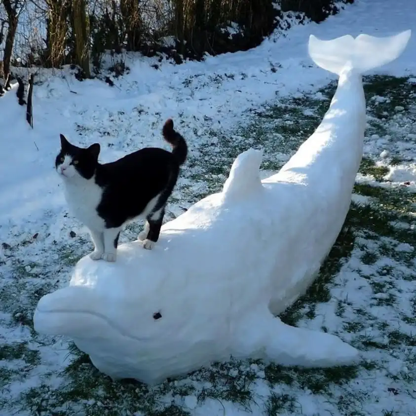 A black and white cat stands atop a large, detailed snow sculpture of a dolphin in a snowy outdoor setting. The cat looks…