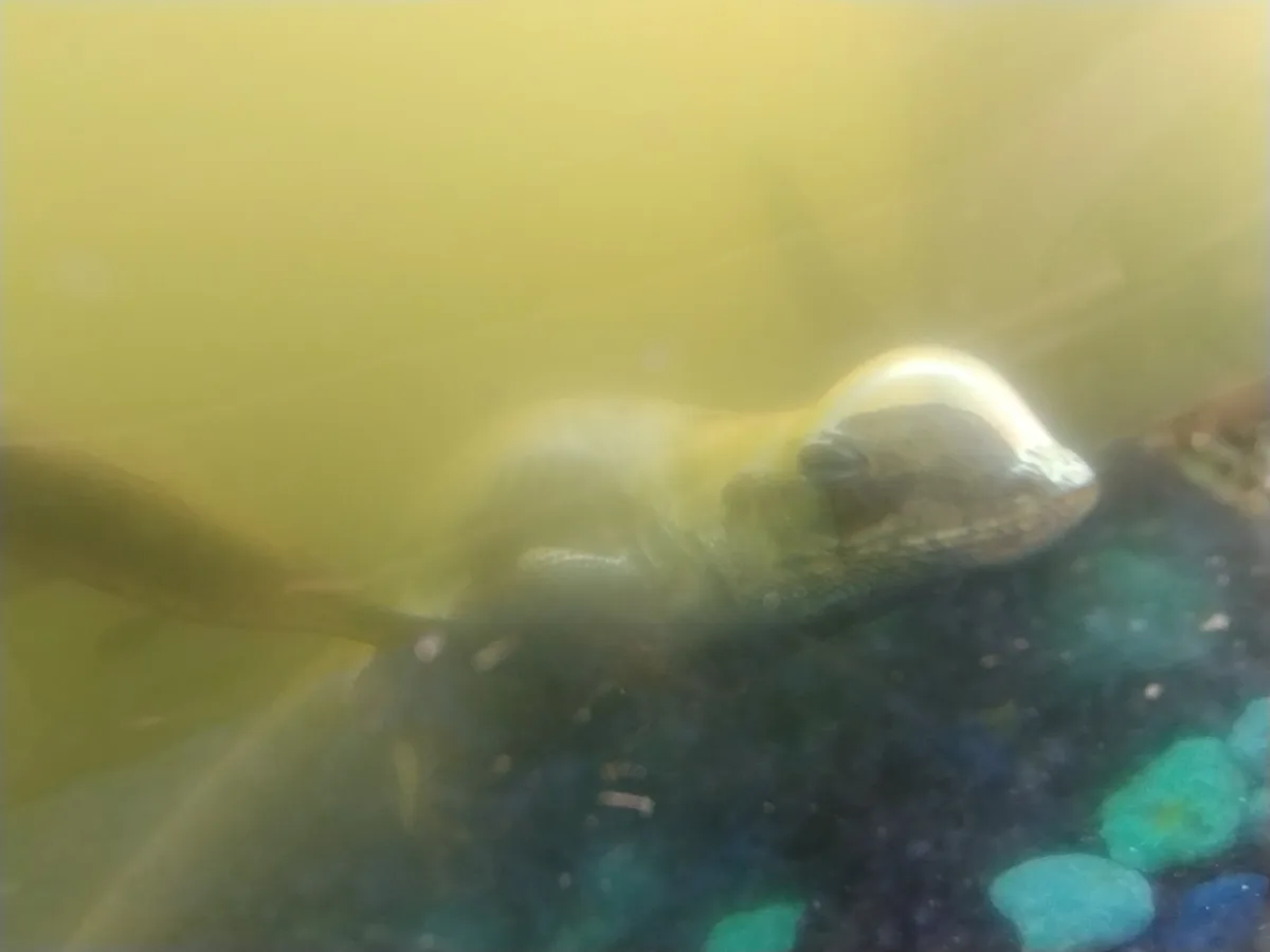 A blurry underwater photo shows a lizard submerged in murky, yellowish water, its head and upper body visible near the…