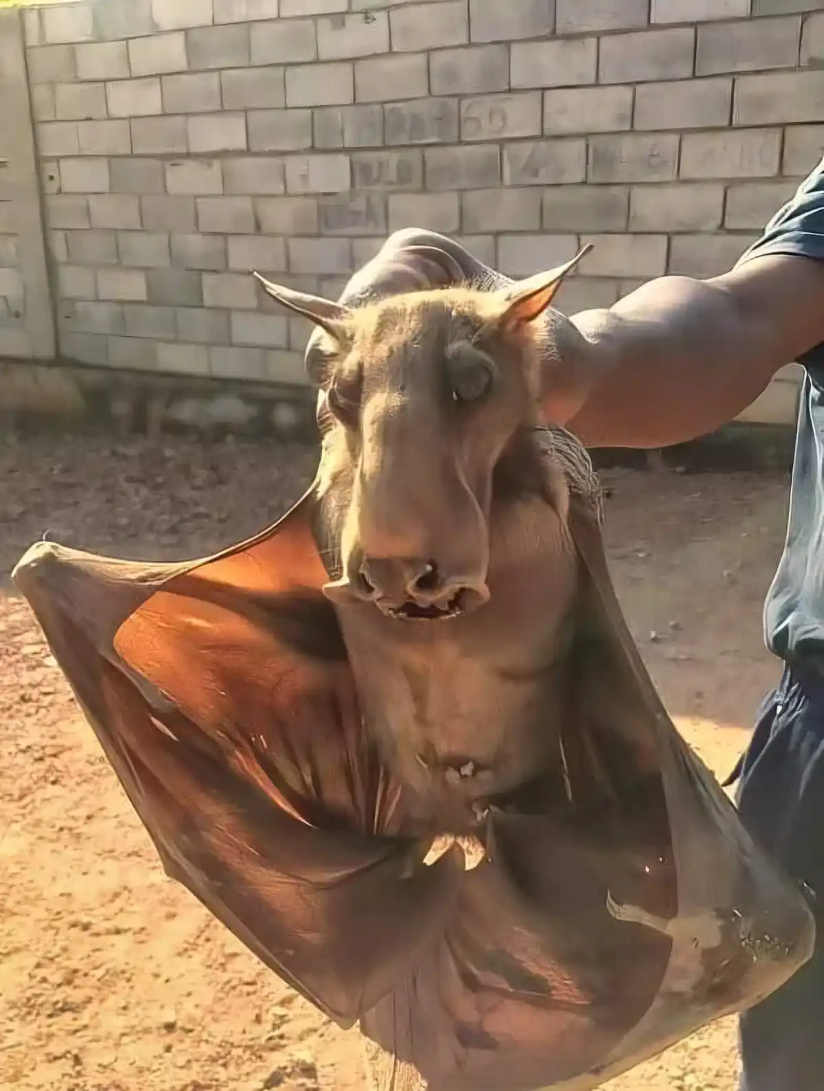 A person holds a large bat with its wings spread, which has a horse-like head with a long snout and pointed ears. The bat is…