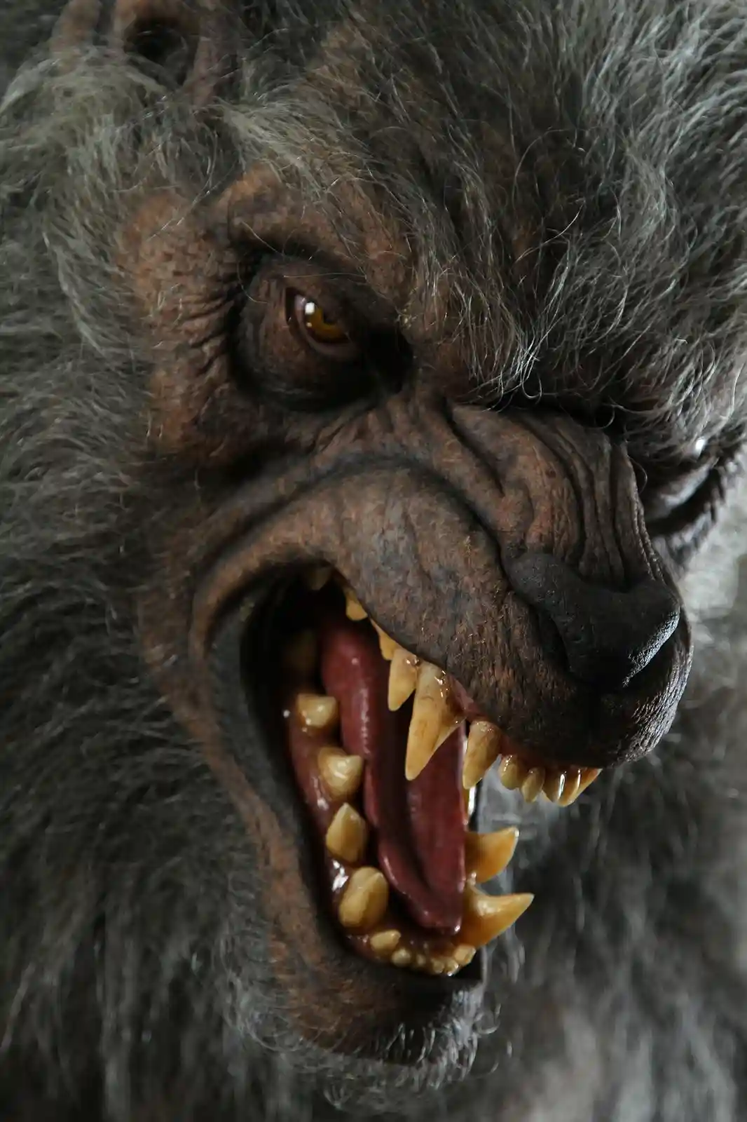 A close-up image of a highly detailed, realistic werewolf face with dark fur, wrinkled brown skin, and sharp yellow teeth…