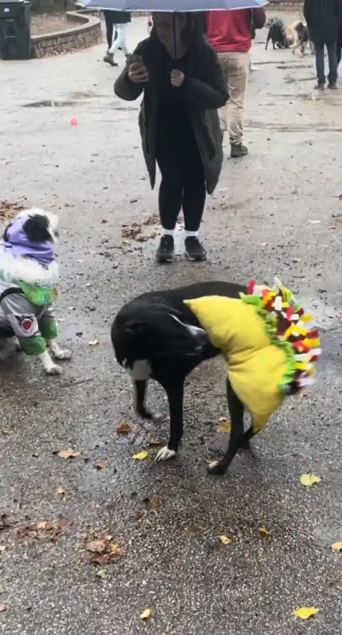 A black dog wearing a large, colorful taco costume stands on a wet pavement with fallen leaves, looking down. Another dog in…