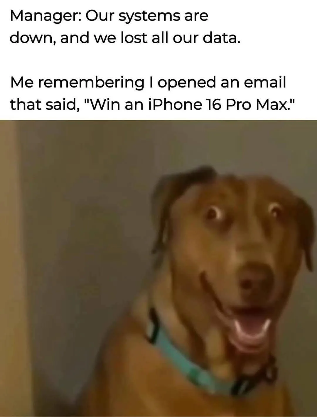 A blurry image of a brown dog with wide, startled eyes and an open mouth, wearing a teal collar, looking shocked. The text…