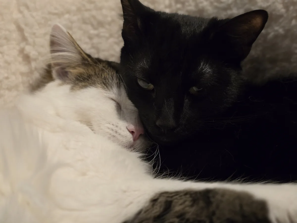 A black cat with a stern, unamused expression looks directly at the camera while cuddling a sleeping white and gray cat. The…