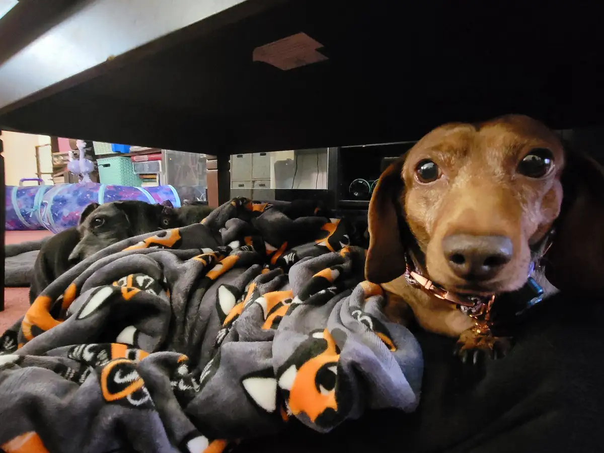 Meet my adorable pup, Tiger Lilly, in this charming photo #671.