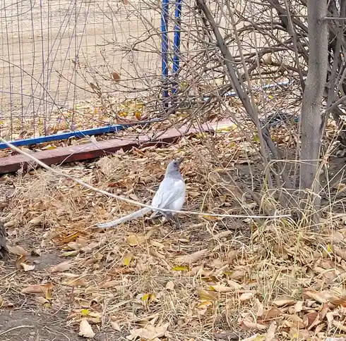 A gray bird with a long tail stands among dry leaves and bare branches, looking upward. The image has text overlaid that…