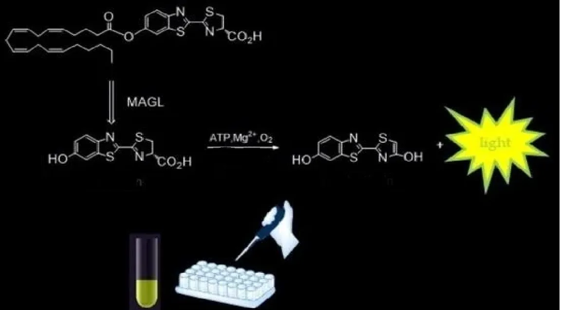 The Science Behind Bioluminescence: A Chemical Reaction Explained
