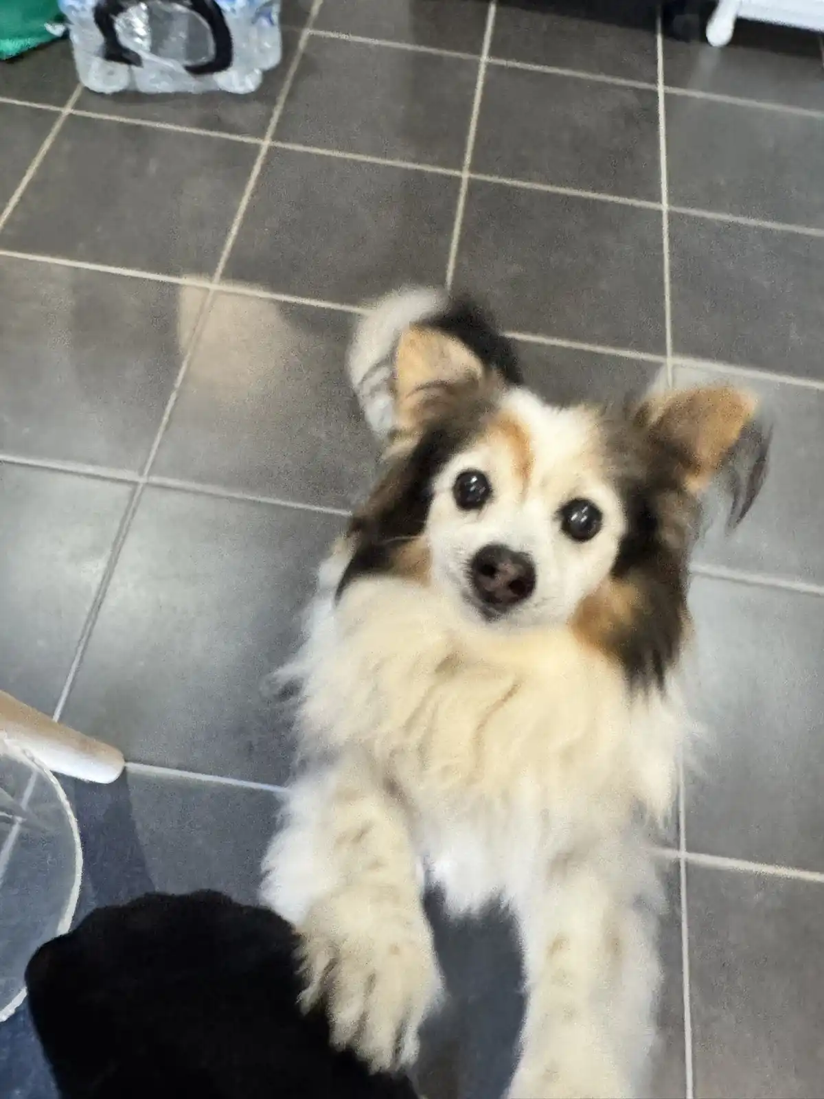 A small, fluffy dog with white, brown, and black fur sits on a gray tiled floor, looking up with large, pleading eyes. Its…