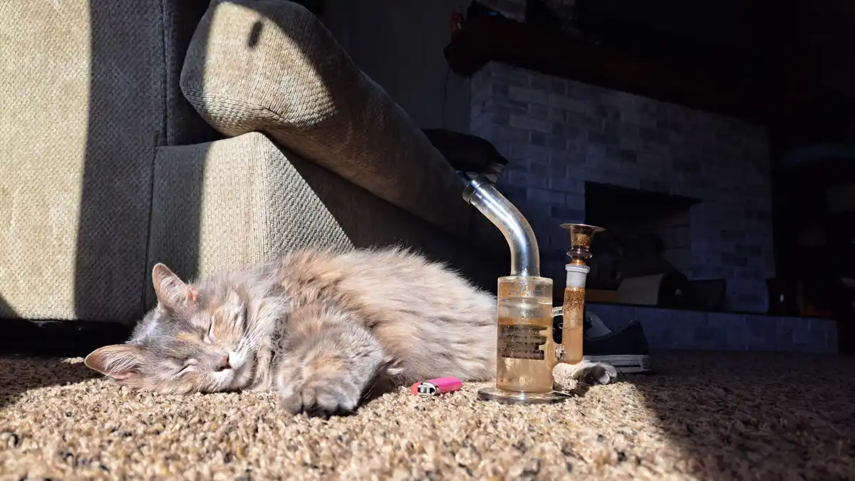 A fluffy, long-haired cat is sleeping peacefully on a carpeted floor next to a glass bong and a pink lighter, with a couch…