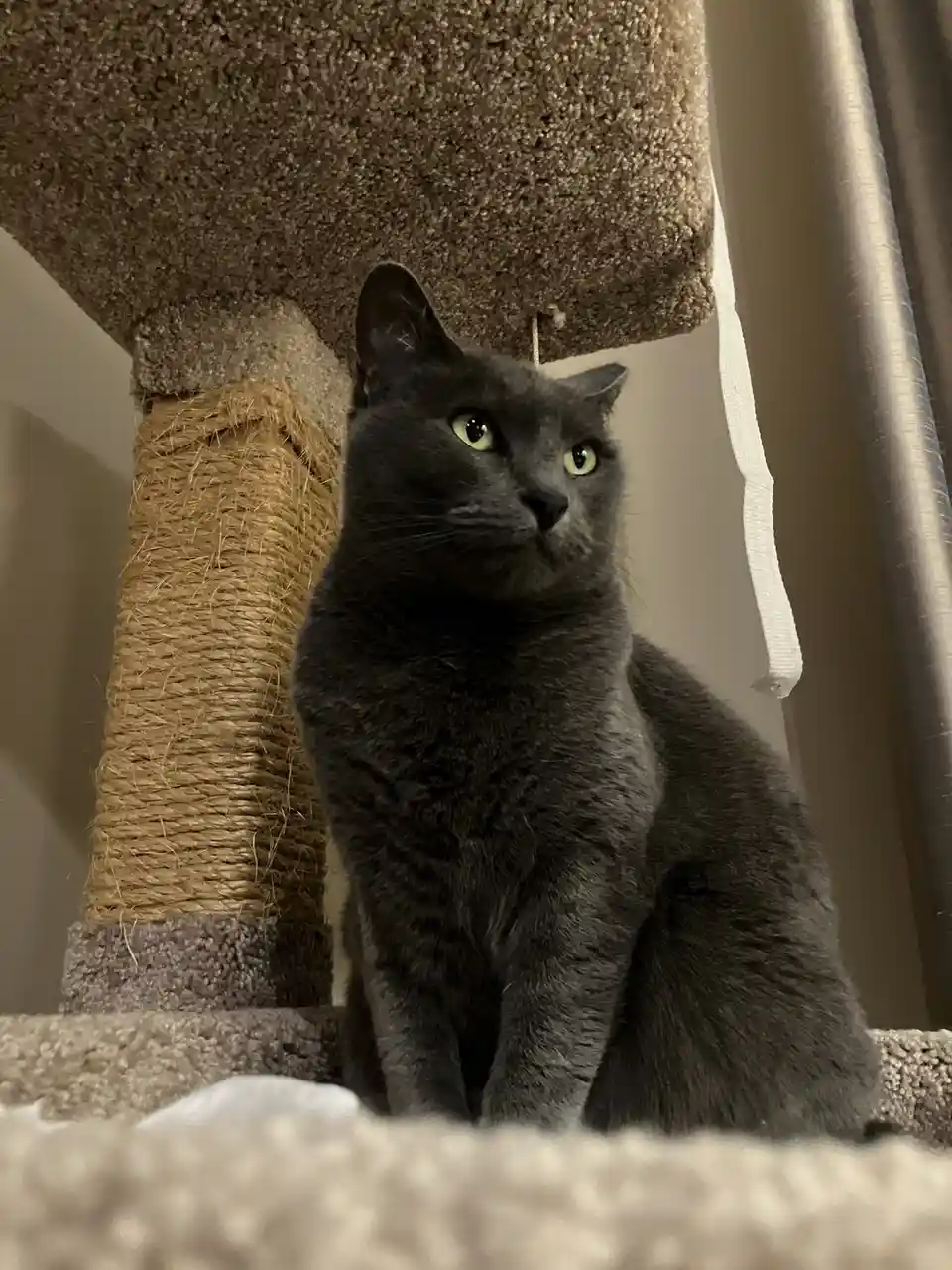 A gray cat with bright green eyes sits atop a carpeted cat tree, looking off to the side with a bored or unimpressed…