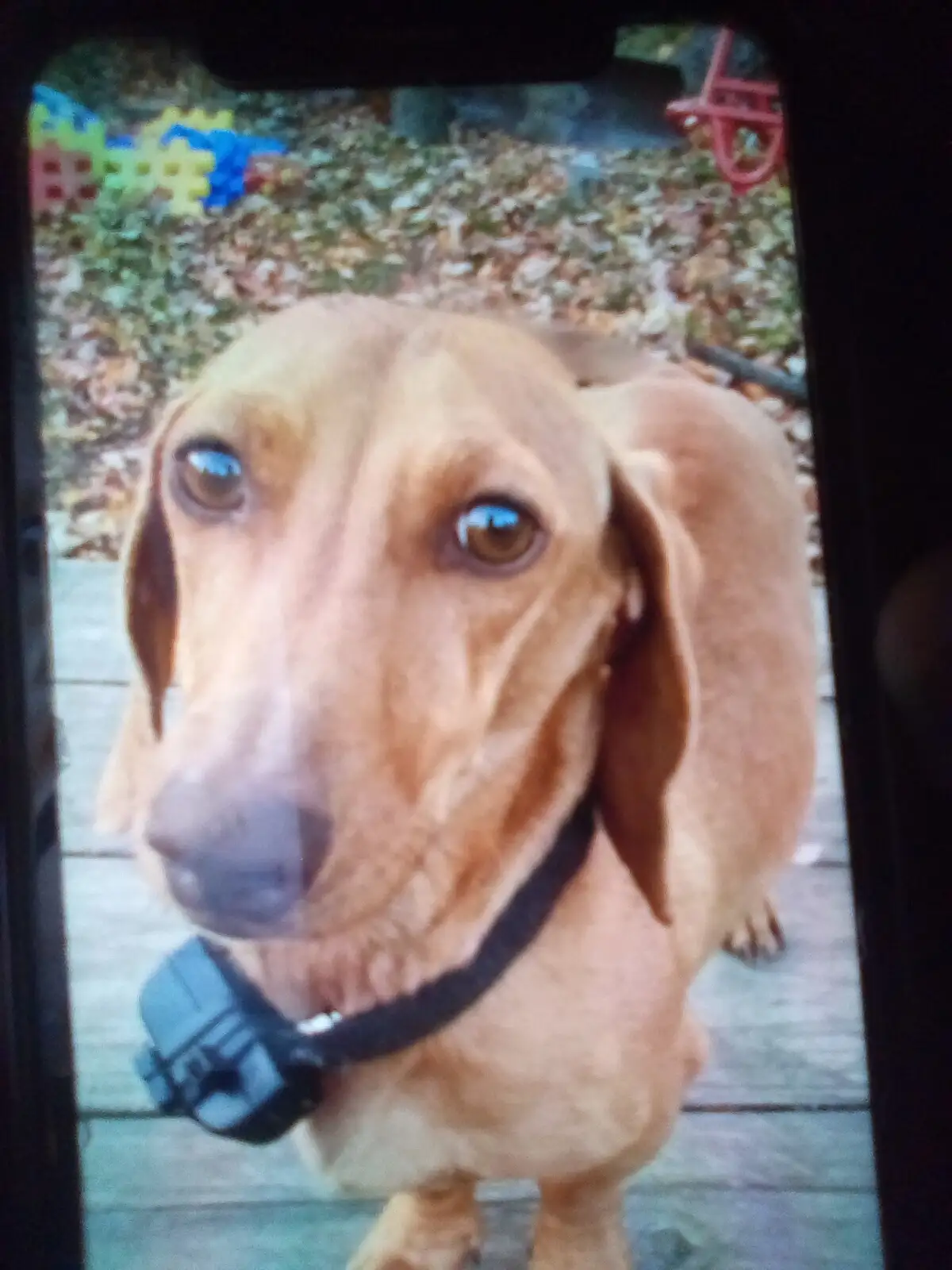 A close-up photo of a tan dachshund with large, soulful eyes looking directly at the camera, wearing a black collar with a…
