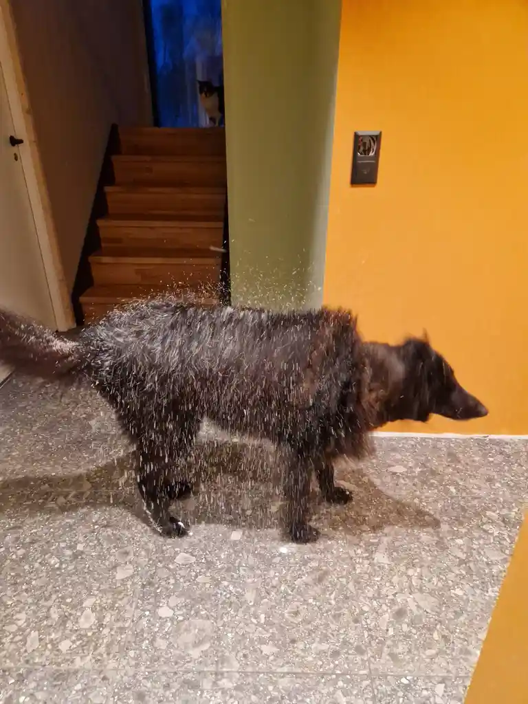 A dark-furred dog walks indoors on a speckled floor, with visible white fur particles flying off its body like confetti. In…